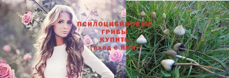 Псилоцибиновые грибы Magic Shrooms  Покров 